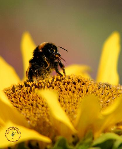 Bee on Sunflower 9Y064D-026.JPG